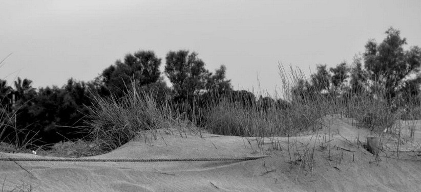 Recreem l’antiga Platja de dunes de la Paella de Torredembarra