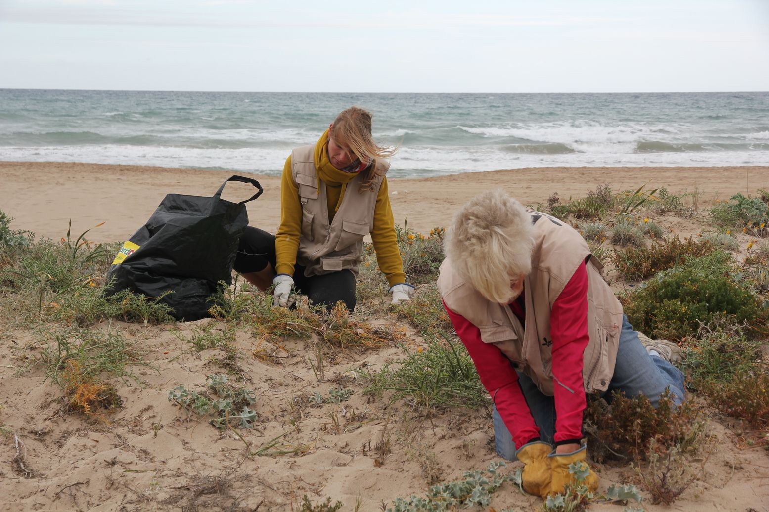 800kg de plantes invasores extretes a les dunes de Creixell