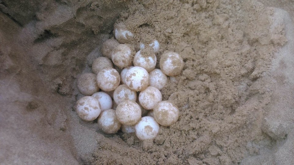 Una tortuga babaua pon ous a la platja de l'Arrabassada de Tarragona