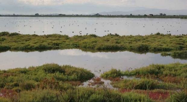 MATEN A TRETS UNA ÀLIGA PESCADORA  AL PARC NATURAL DEL DELTA DE L’EBRE