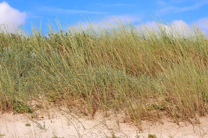 Cuidant les dunes