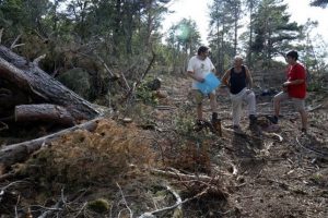 Ipcena acusa a Forestal Catalana de Negligències en la tala d’arbres