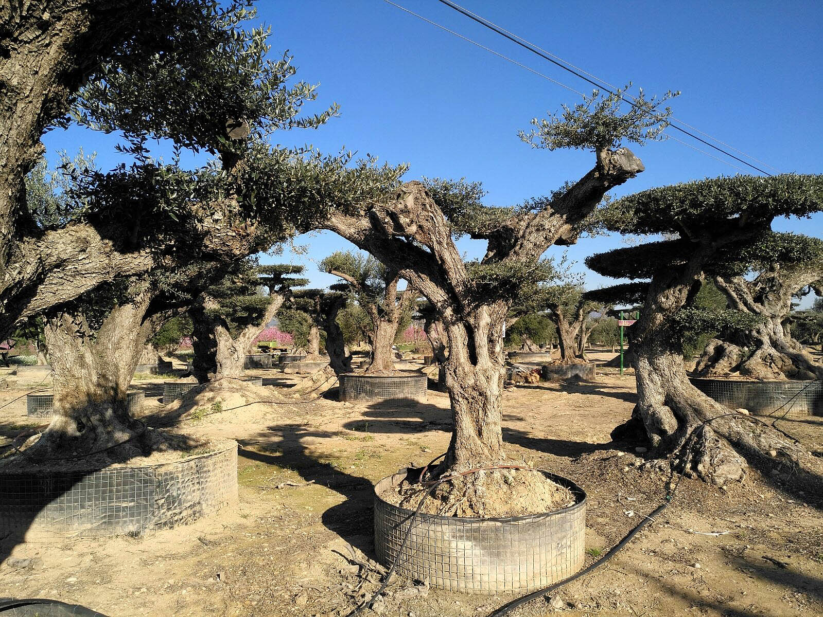 Davant l'arribada de Xylella fastidiosa cal aturar el moviment d'oliveres adultes