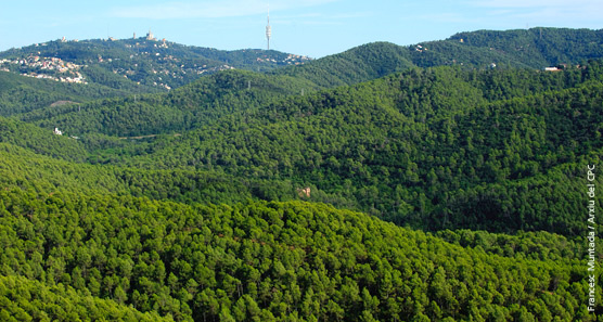 A Collserola iniciem el projecte per aprofitar els residus vegetals dels barris de muntanya barcelonins.