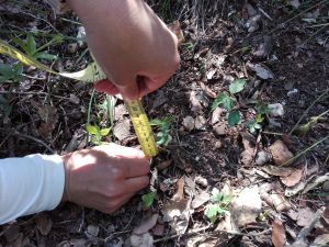 L’ADENC estudia l’efecte de les ventades del 2014 als boscos del Parc Grípia-Ribatallada