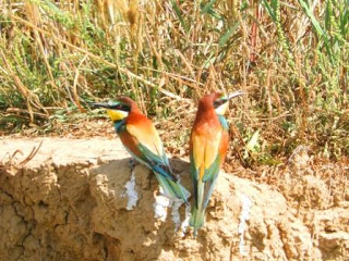 Sortida d’ornitologia al Parc Natural dels Aiguamolls de l’Empordà