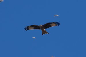 Sortida ornitològica als Estanys d’Ivars i Vila-sana