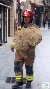 Cinc cigonyes més tornen a quedar atrapades a la Catedral de Lleida