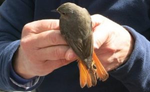 Nova jornada d’anellament científic d’ocells al riu Ripoll