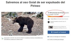 Ipcena supera les 100.000 signatures recollides per evitar que s’expulsi l’os Goiat dels Pirineus