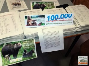 Ipcena supera les 100.000 signatures recollides per evitar que s’expulsi l’os Goiat dels Pirineus