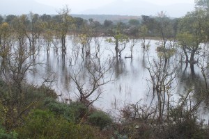 Més de 30 científics i estudiosos de l’Albera donen suport a la IAEDEN en la necessitat d’incloure  l’estany Llampol dins de Xarxa Natura 2000.