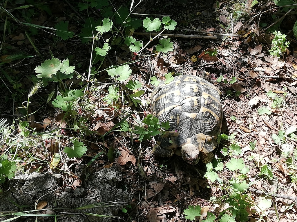 Visita del centre de reproducció de tortugues de l’albera dels amics de la tortuga d’estany