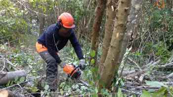 Demanda a a la fiscalia de medi ambient sobre la gestió forestal a Collserola