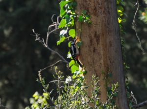 Nou cens d’aus al Parc Grípia Ribatallada dins del programa SACRE