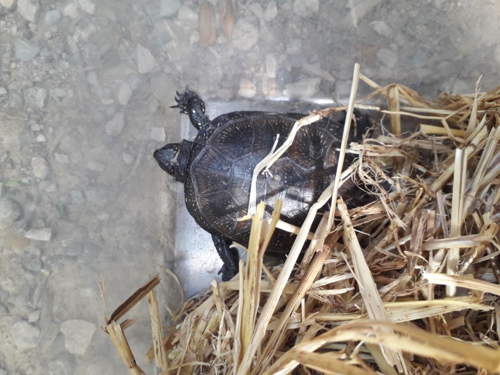 S’alliberen 5 tortugues d’estany per a reforçar la població de l’estany de Banyoles