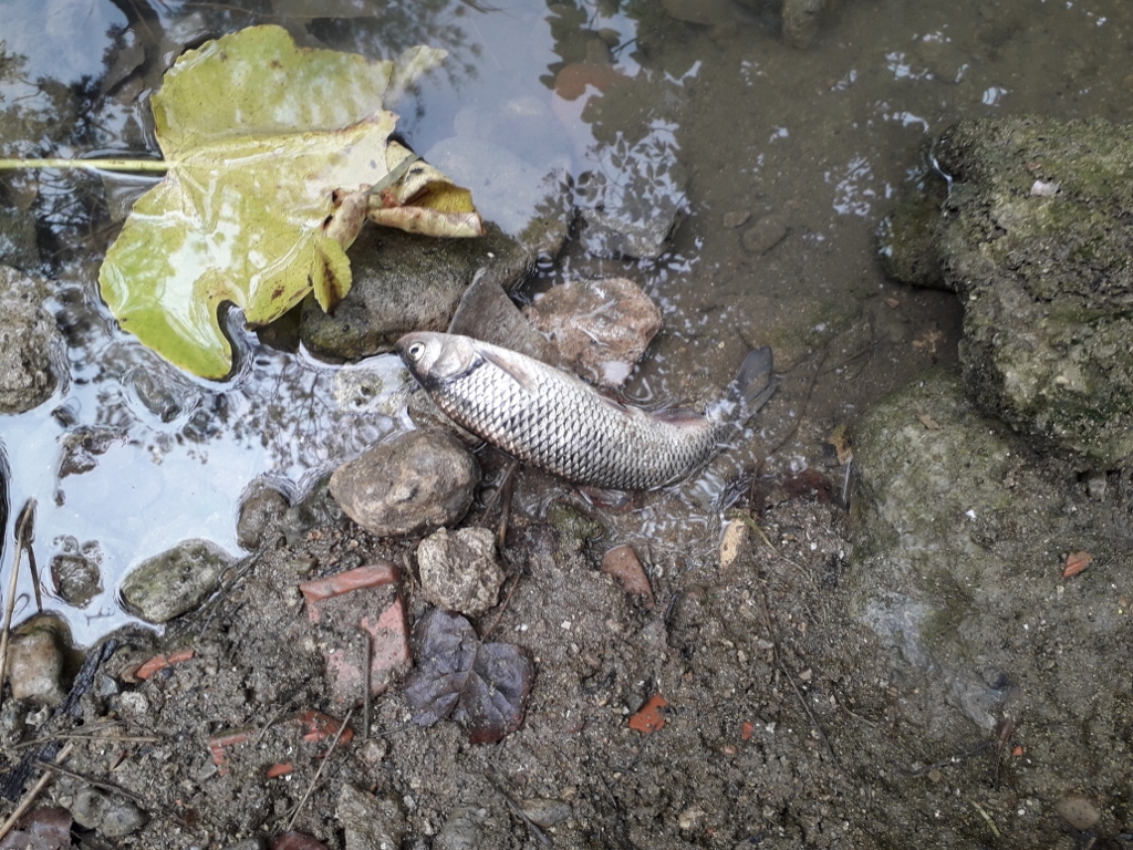 Limnos denuncia l’aparició de centenars de peixos morts al riu Terri i reclama mesures per millorar l’estat del riu Terri i la Canaleta