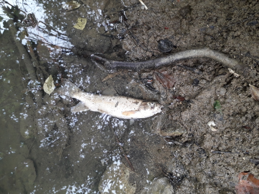 Limnos denuncia l’aparició de centenars de peixos morts al riu Terri i reclama mesures per millorar l’estat del riu Terri i la Canaleta