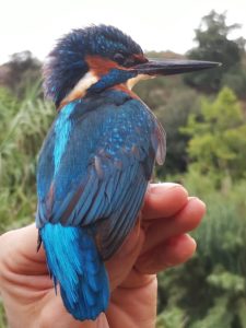 Dia mundial dels ocells al riu Ripoll