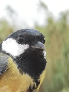 Dia mundial dels ocells al riu Ripoll