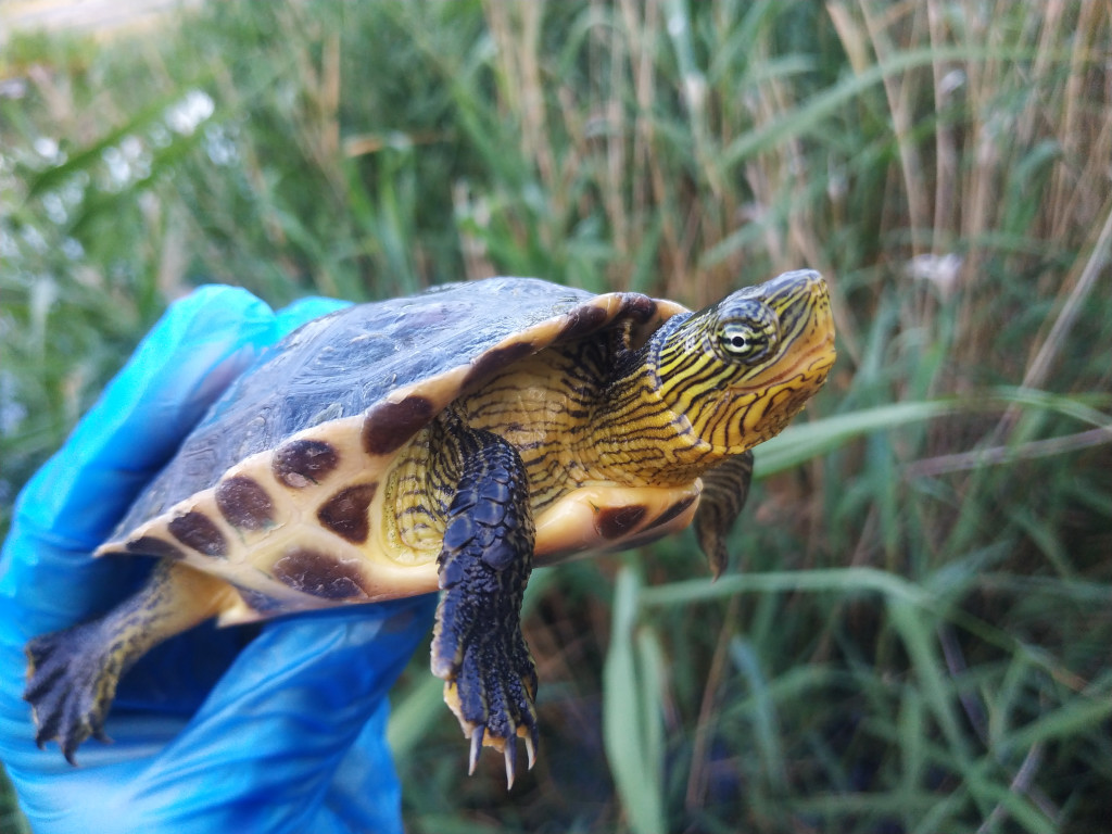Primers resultats del seguiment de les poblacions de tortugues del riu Ripoll