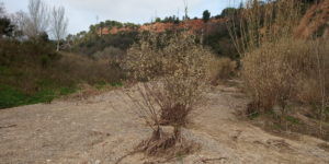 Nova jornada de treballa al riu Ripoll. Desfent el laberint de lonicera