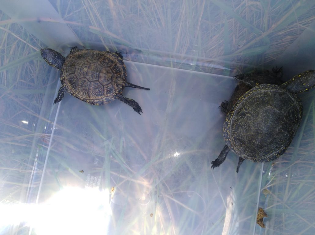 Alliberament de vuit tortugues d’estany a la llacuna de l’Artiga a l’Estany de Banyoles