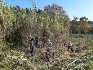 Passejada botànica pel riu Ripoll i nova jornada d’extracció de canya