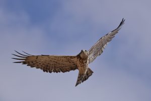 Sortida ornitològica secans de Lleida