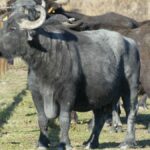 Sis búfales arriben als aiguamolls de la Puda per com a ramat de pastura-l’article de l’ham del març 2023-