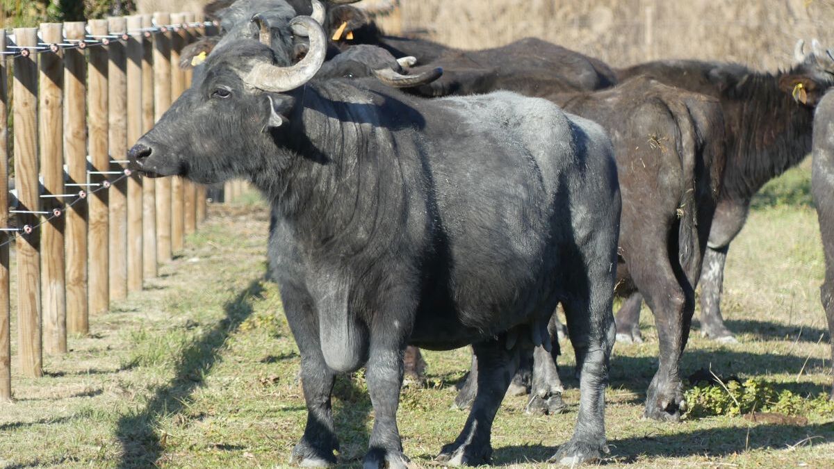 Sis búfales arriben als aiguamolls de la Puda per com a ramat de pastura-l’article de l’ham del març 2023-