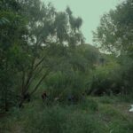 Nova jornada d’extracció de plantes invasores al riu Ripoll
