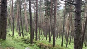 VALL DE RIBES – ITINERARI BOTÀNIC (Ribes de Fresser, Ripollès, Girona, CAT)