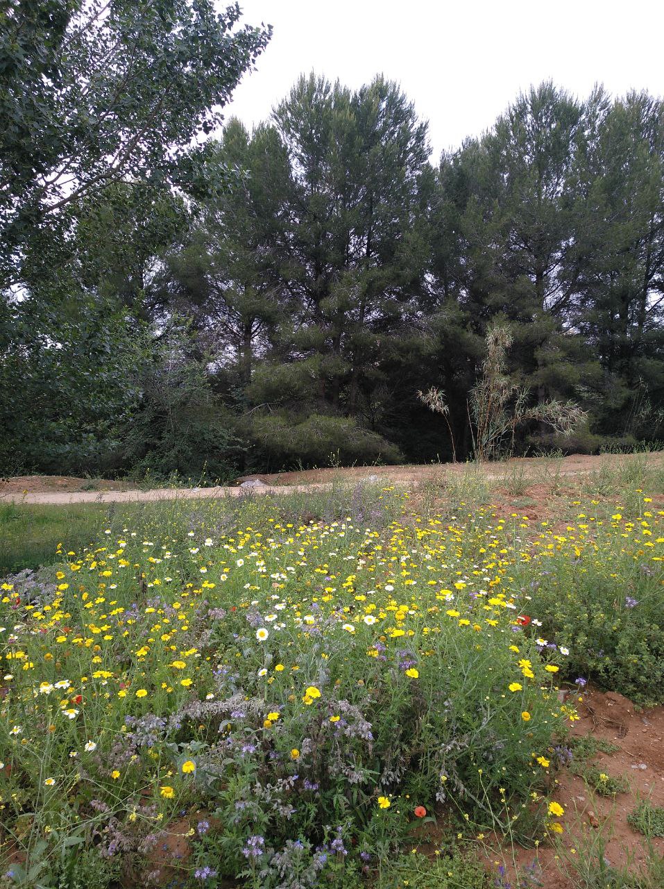 Pas important per a la protecció del Bosc de Volpelleres