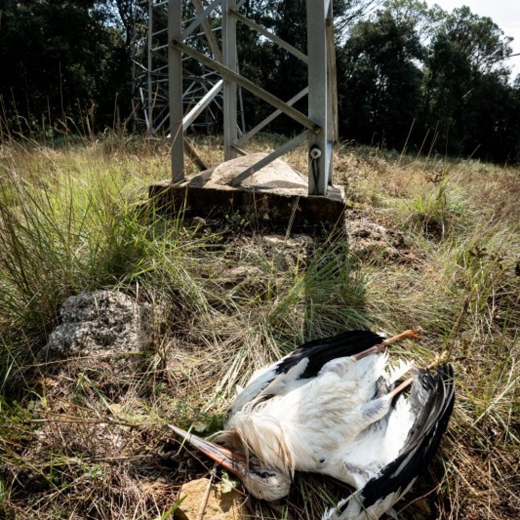 Més de 70 cigonyes mortes per electrocució a les comarques gironines