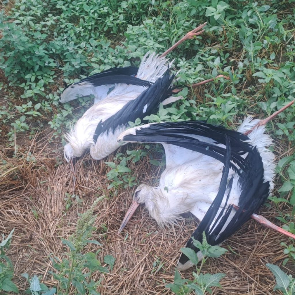 Més de 70 cigonyes mortes per electrocució a les comarques gironines