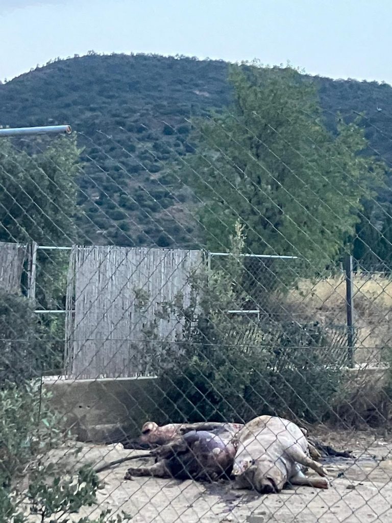 Porcs podrits en plena canícula a Cantallops