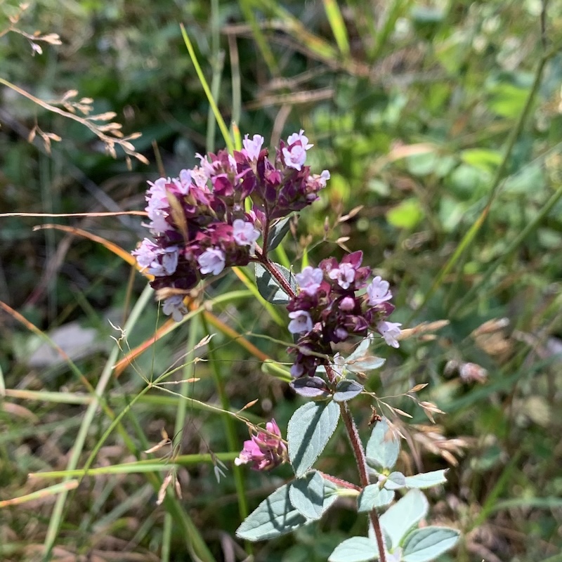 PLA DE L’EROLA/COLLETS – ITINERARI BOTÀNIC (Ribes de Freser, Ripollès, Girona, CAT)