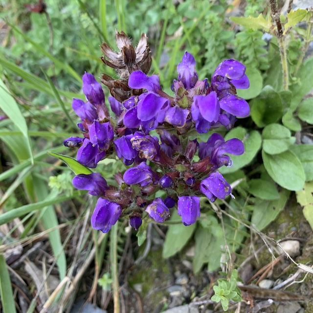 PLA DE L’EROLA/COLLETS – ITINERARI BOTÀNIC (Ribes de Freser, Ripollès, Girona, CAT)