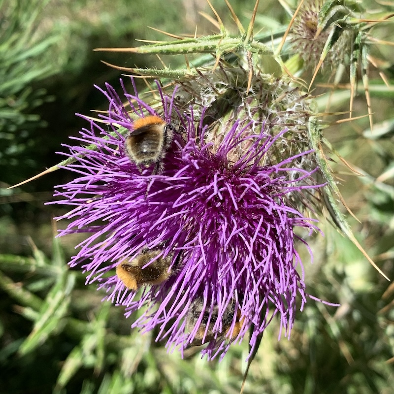 PLA DE L’EROLA/COLLETS – ITINERARI BOTÀNIC (Ribes de Freser, Ripollès, Girona, CAT)