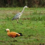 Els Valors ambientals del delta del llobregat