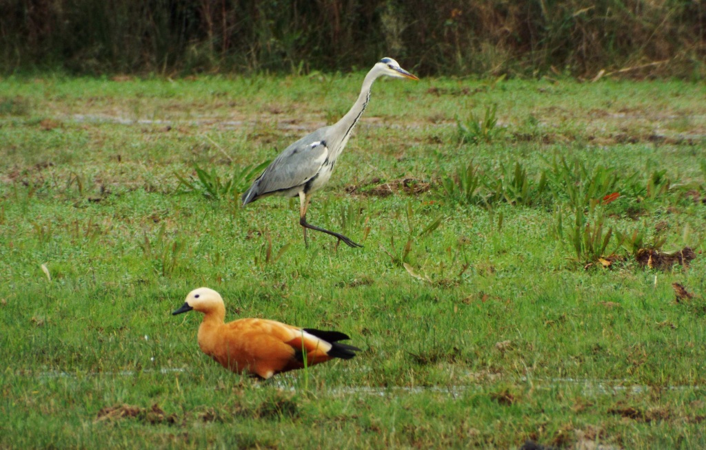 Els Valors ambientals del delta del llobregat